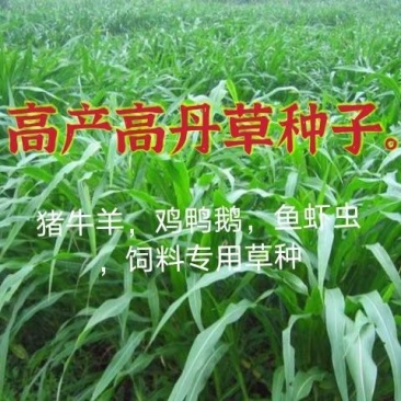 苏丹草种子适合猪牛羊鸡鸭鹅鱼虾虫饲料种子