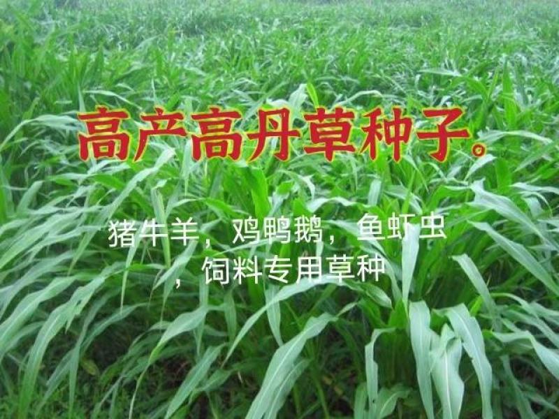 苏丹草种子适合猪牛羊鸡鸭鹅鱼虾虫饲料种子