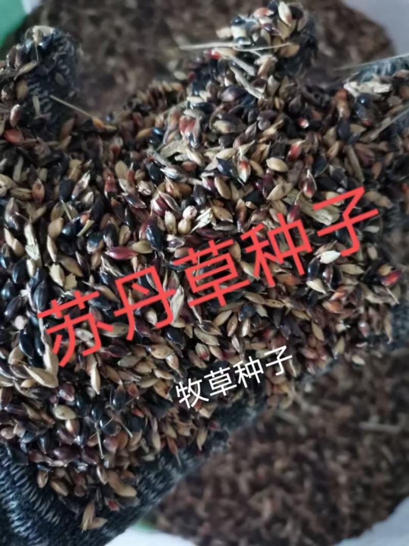 苏丹草种子，经多年培育，高产牧草种子，口感好