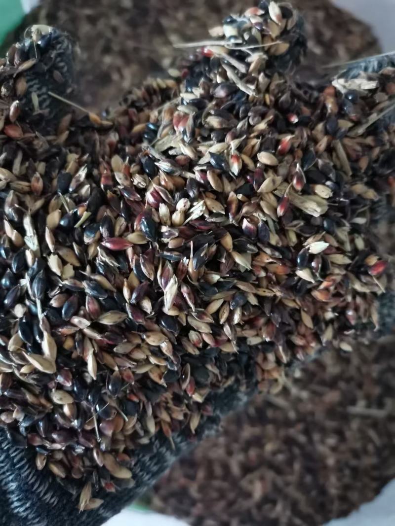 苏丹草种子，经多年培育，高产牧草种子，口感好