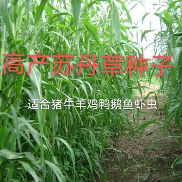 苏丹草种子，经多年培育，高产牧草种子，口感好