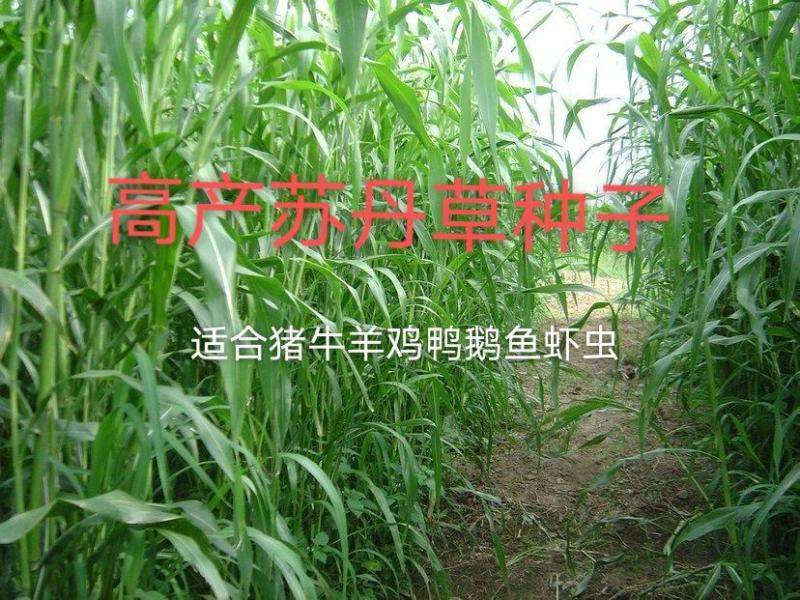 苏丹草种子，经多年培育，高产牧草种子，口感好