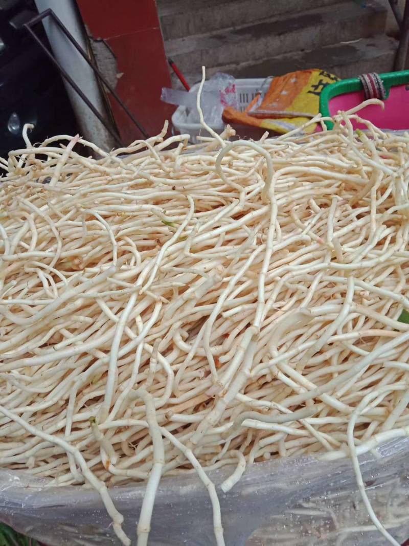 鱼腥草（折耳根）支持大量批发