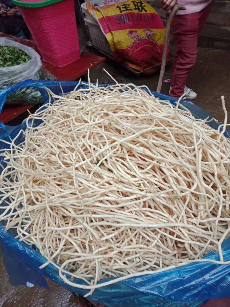 鱼腥草（折耳根）支持大量批发