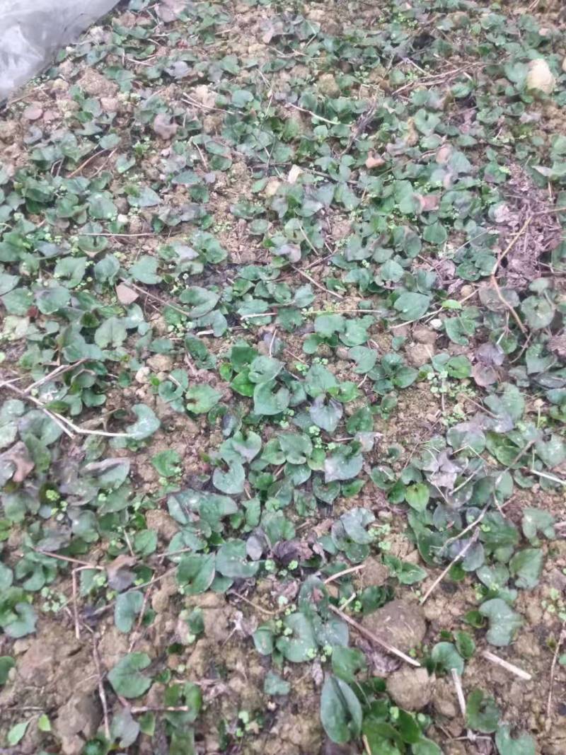 鱼腥草（折耳根）支持大量批发
