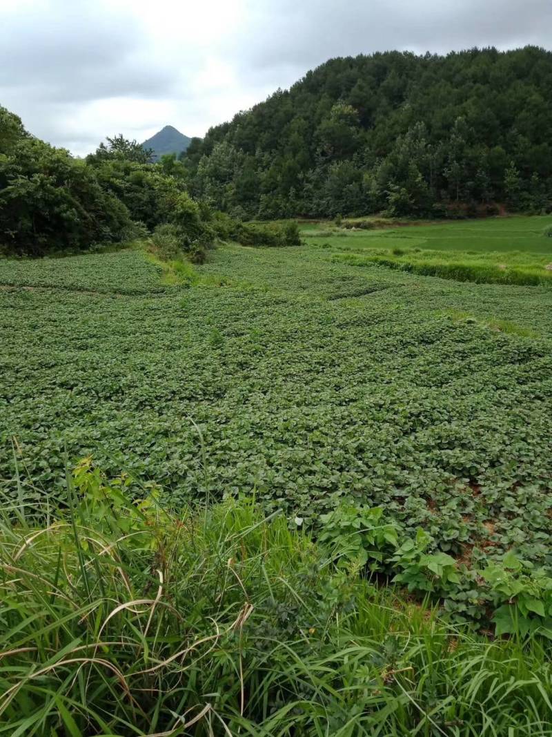鱼腥草（折耳根）支持大量批发