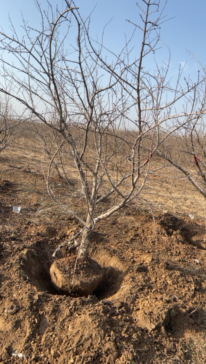 山西石榴树，10-12公分石榴树，运城软籽石榴树