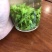 苦丁茶小叶苦丁四川头采青山绿水