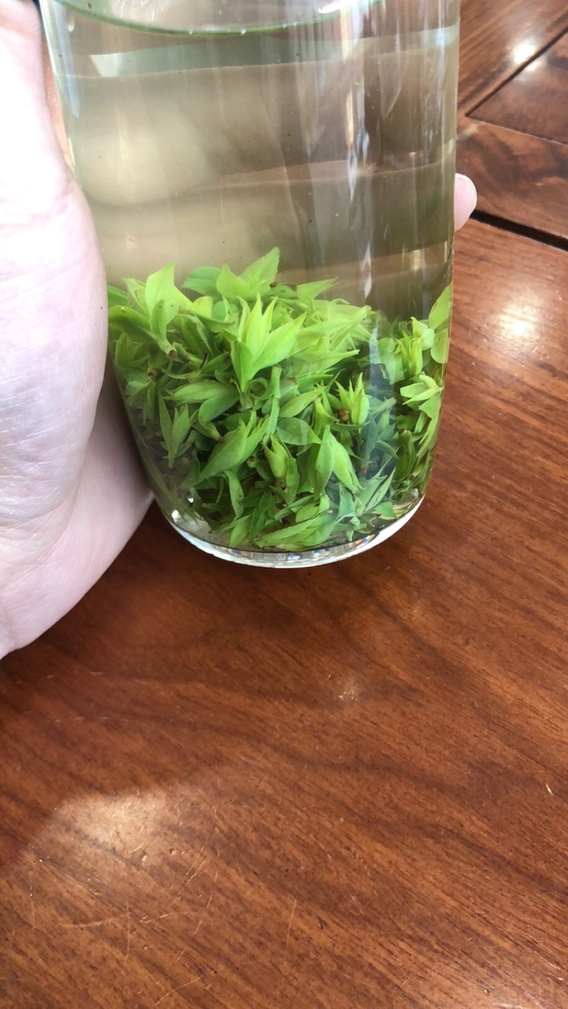 苦丁茶小叶苦丁四川头采青山绿水
