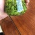 苦丁茶小叶苦丁四川头采青山绿水