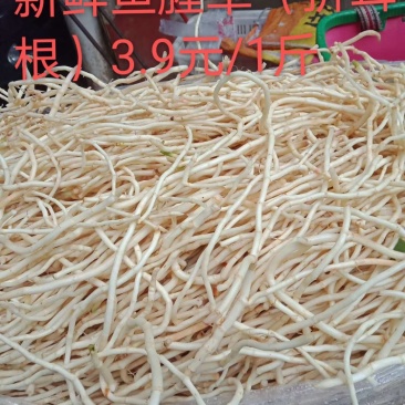 鱼腥草（折耳根）支持大量批发