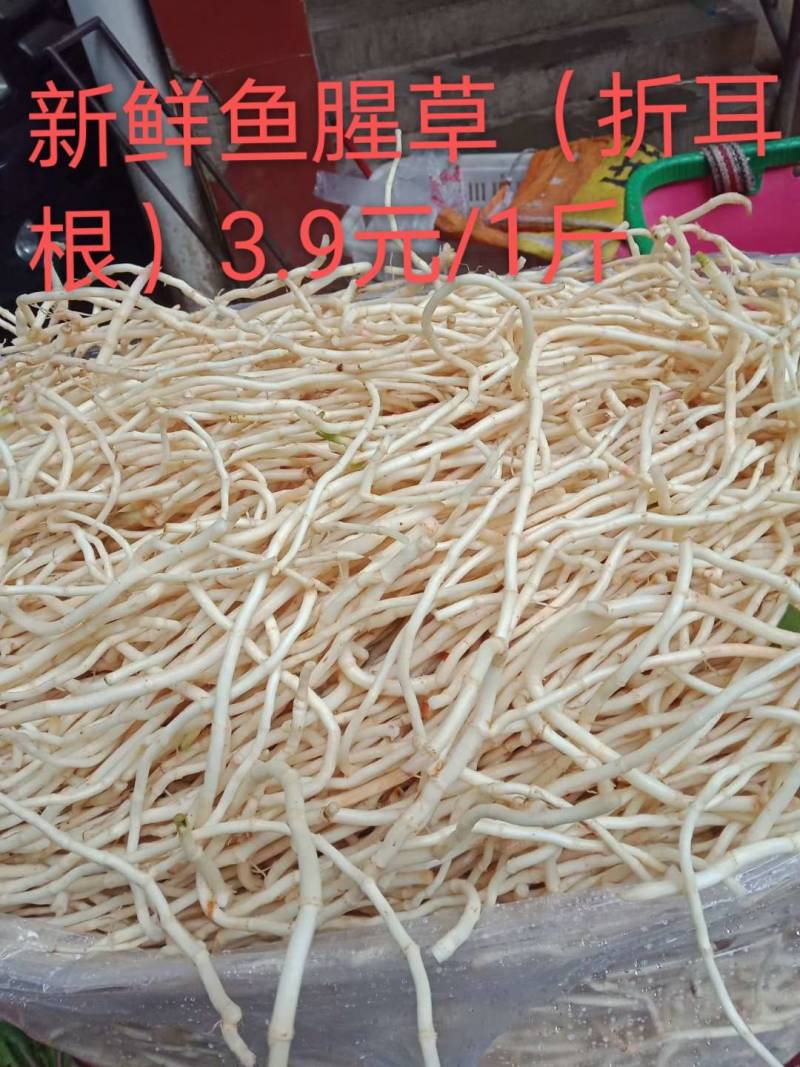 鱼腥草（折耳根）支持大量批发