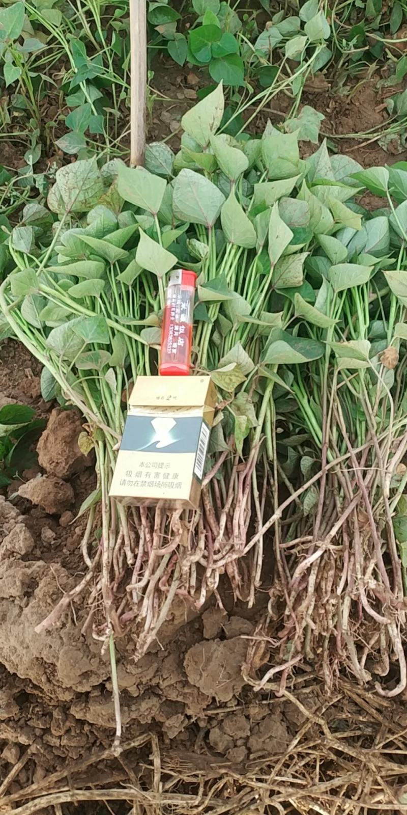 赞皇县脱毒红薯苗西瓜红