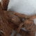 猕猴桃根，贵州大山野生货，，，，，，，，，，，，