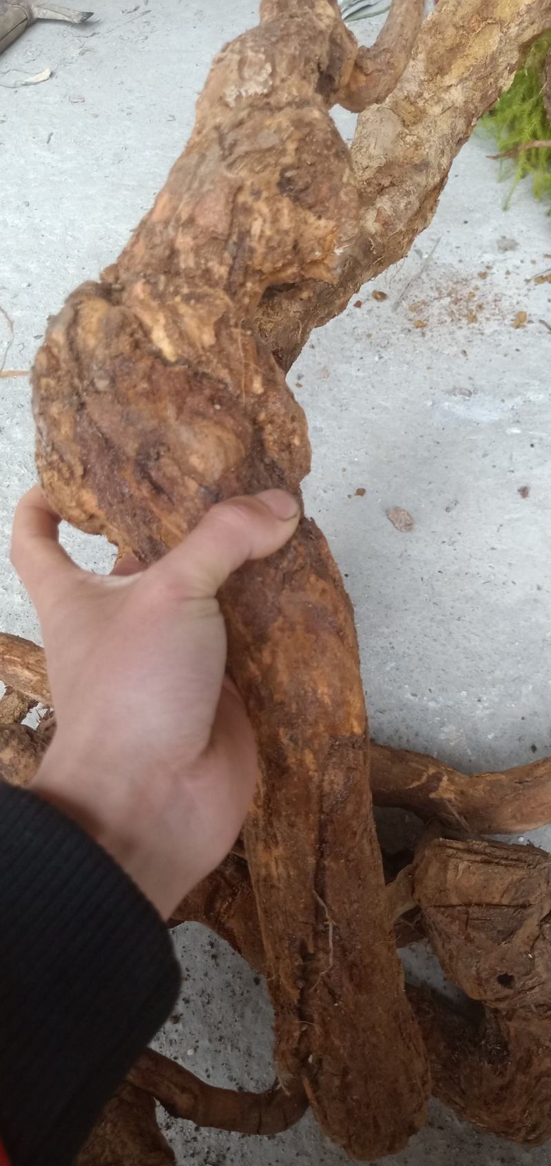 猕猴桃根，贵州大山野生货，，，，，，，，，，，，