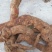 猕猴桃根，贵州大山野生货，，，，，，，，，，，，