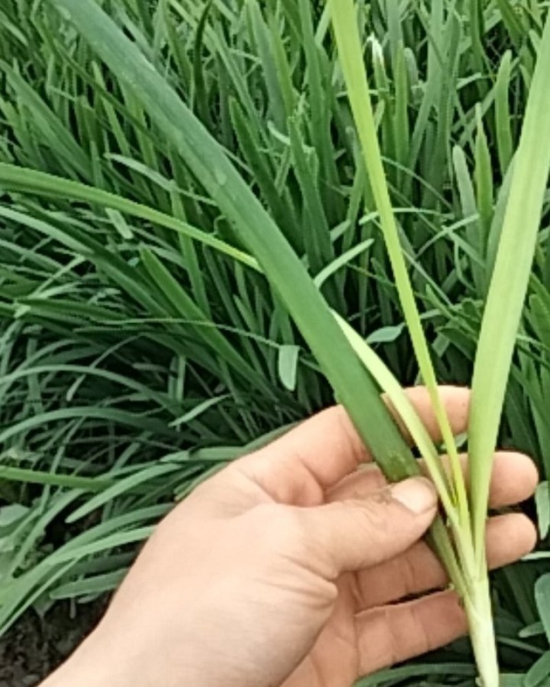 韭菜，韭王，大量出售！！！欢迎到来视察，便宜，漂亮，