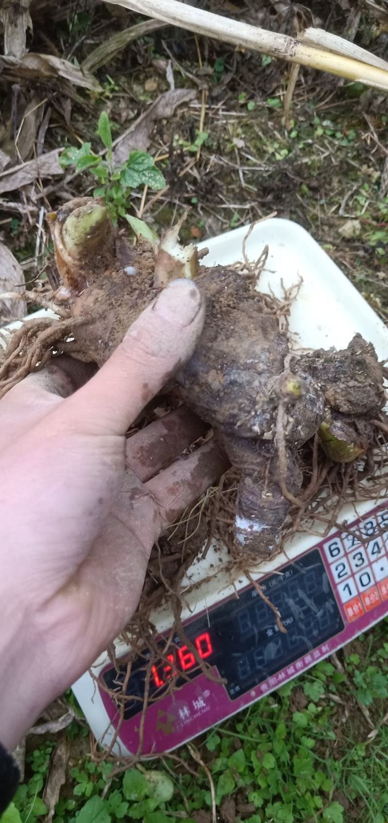 重楼，七叶一枝花，独脚莲，。。。。。。。。。。。。。。