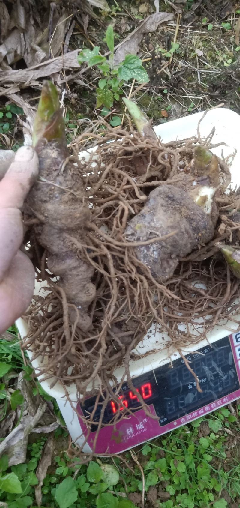 重楼，七叶一枝花，独脚莲，。。。。。。。。。。。。。。