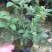 四季桂花160杯四季开花盆景盆栽花卉苗木绿植景观基地直销