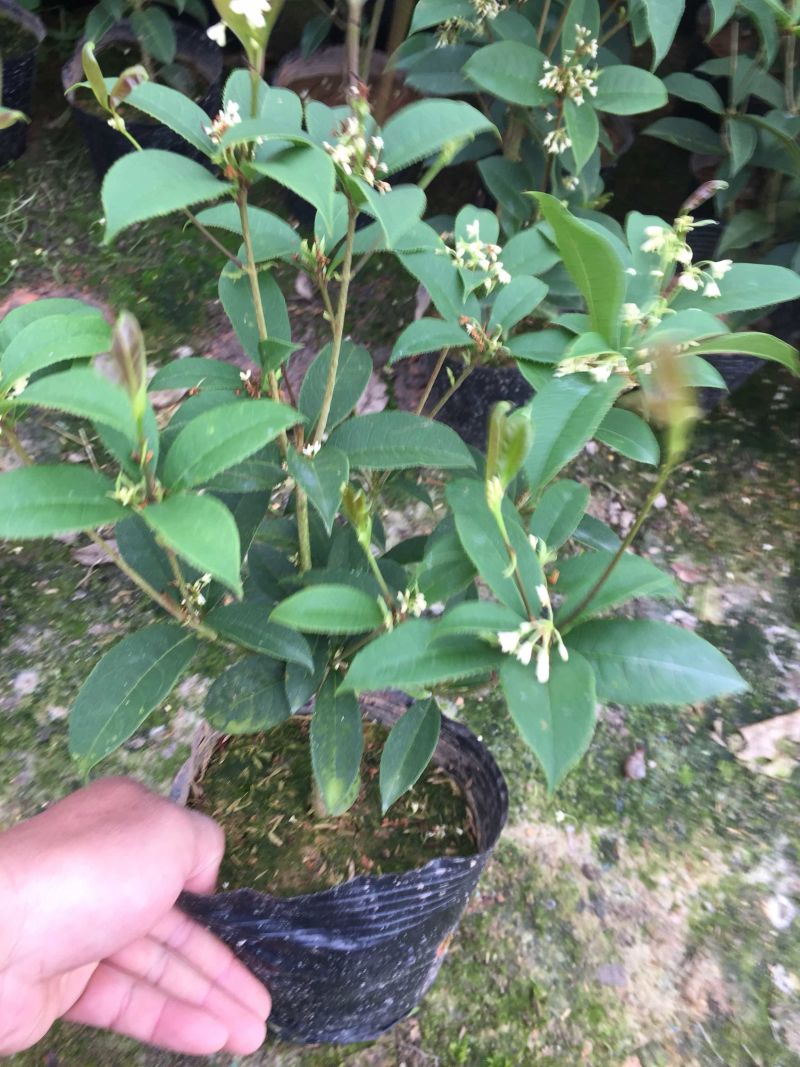 四季桂花160杯四季开花盆景盆栽花卉苗木绿植景观基地直销