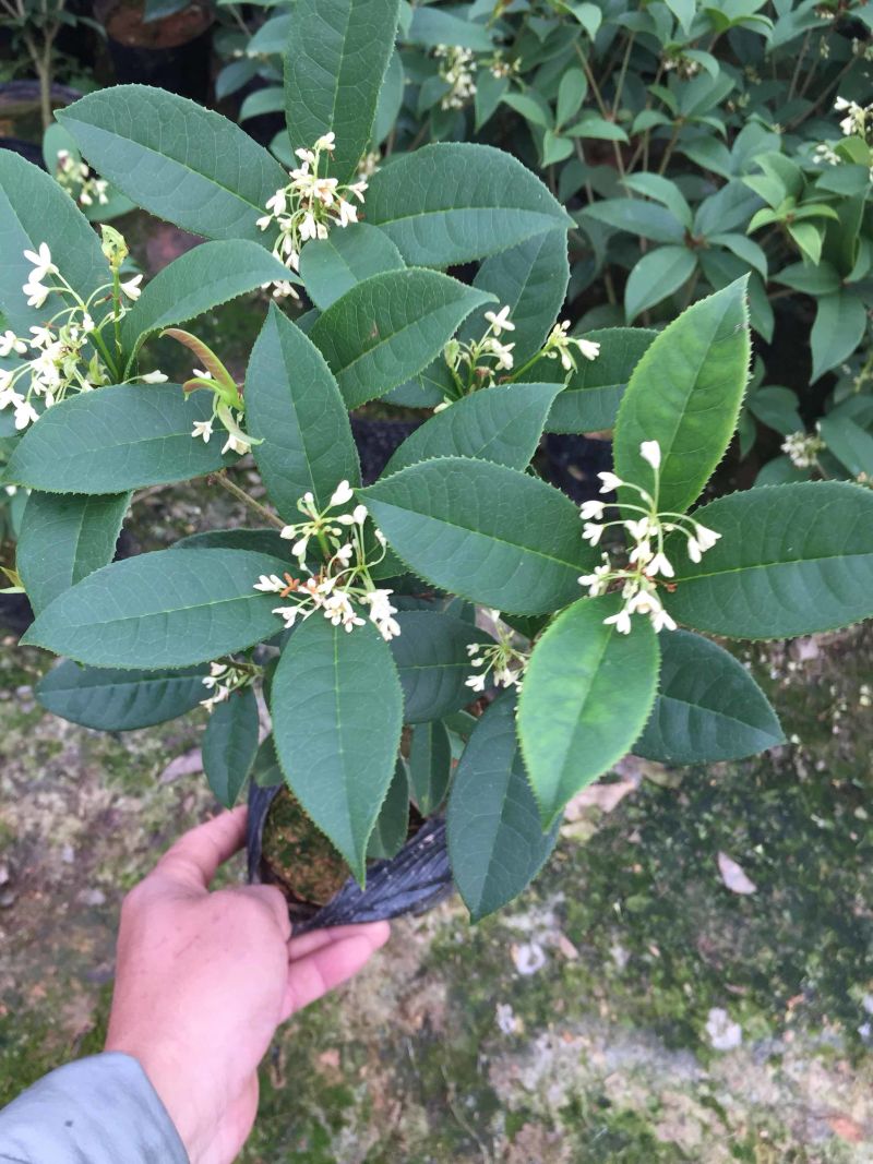 四季桂花160杯四季开花盆景盆栽花卉苗木绿植景观基地直销