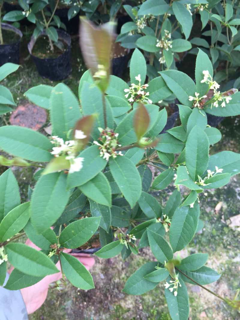 四季桂花160杯四季开花盆景盆栽花卉苗木绿植景观基地直销