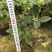四季桂花160杯四季开花盆景盆栽花卉苗木绿植景观基地直销