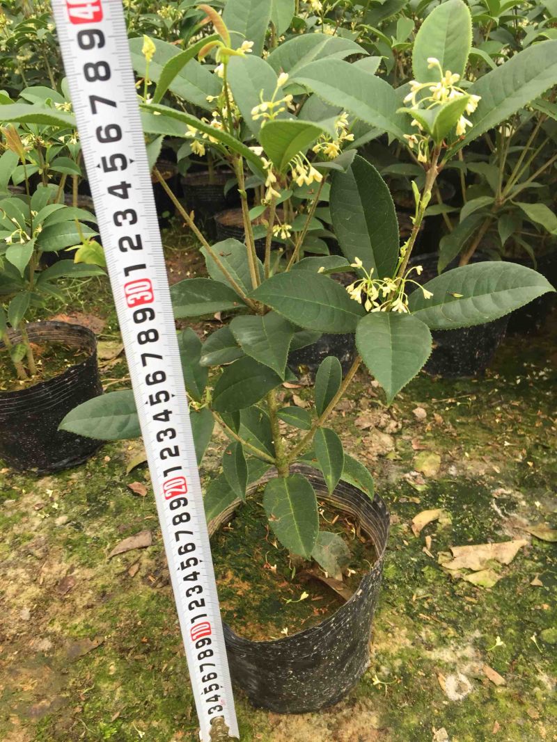 四季桂花160杯四季开花盆景盆栽花卉苗木绿植景观基地直销