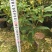 四季桂花160杯四季开花盆景盆栽花卉苗木绿植景观基地直销