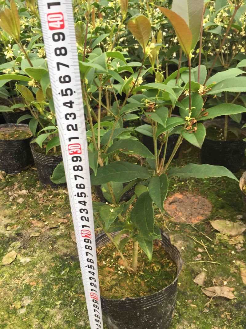 四季桂花160杯四季开花盆景盆栽花卉苗木绿植景观基地直销