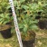 四季桂花160杯四季开花盆景盆栽花卉苗木绿植景观基地直销