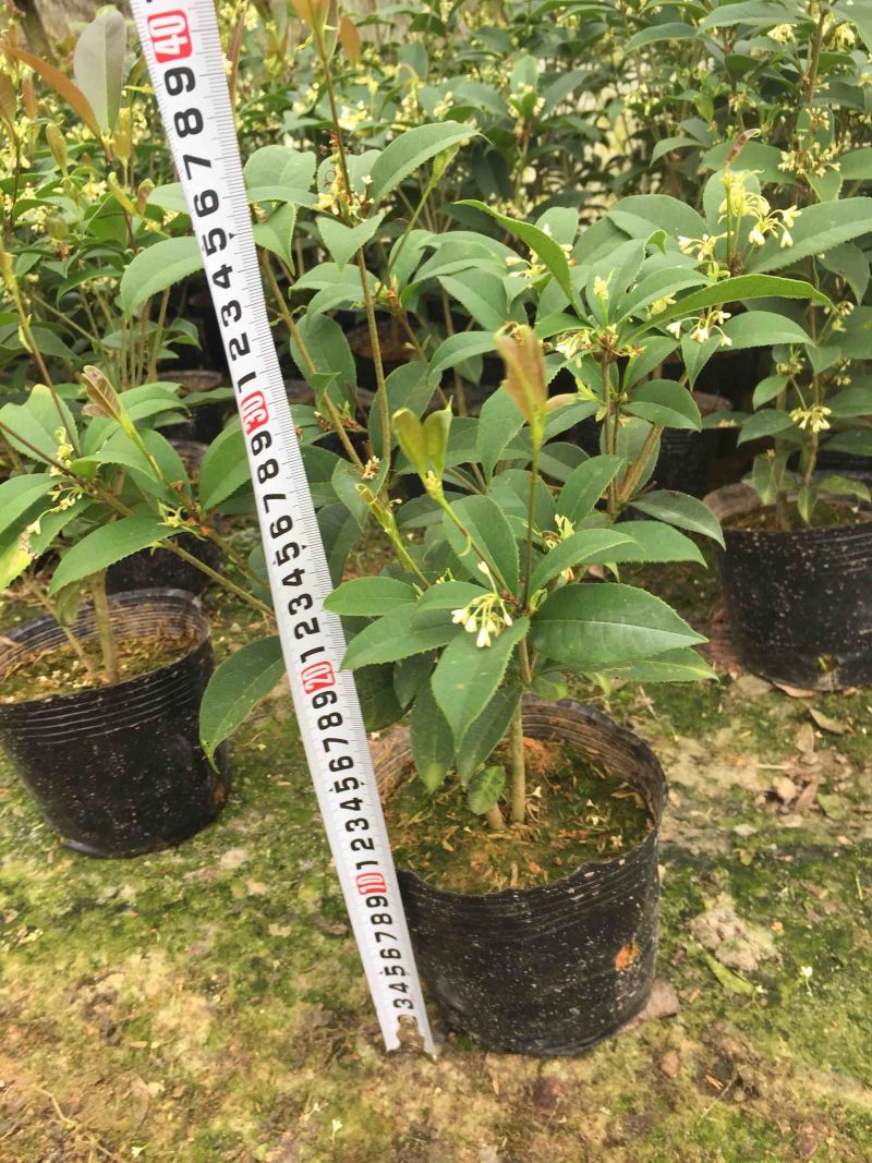 四季桂花160杯四季开花盆景盆栽花卉苗木绿植景观基地直销