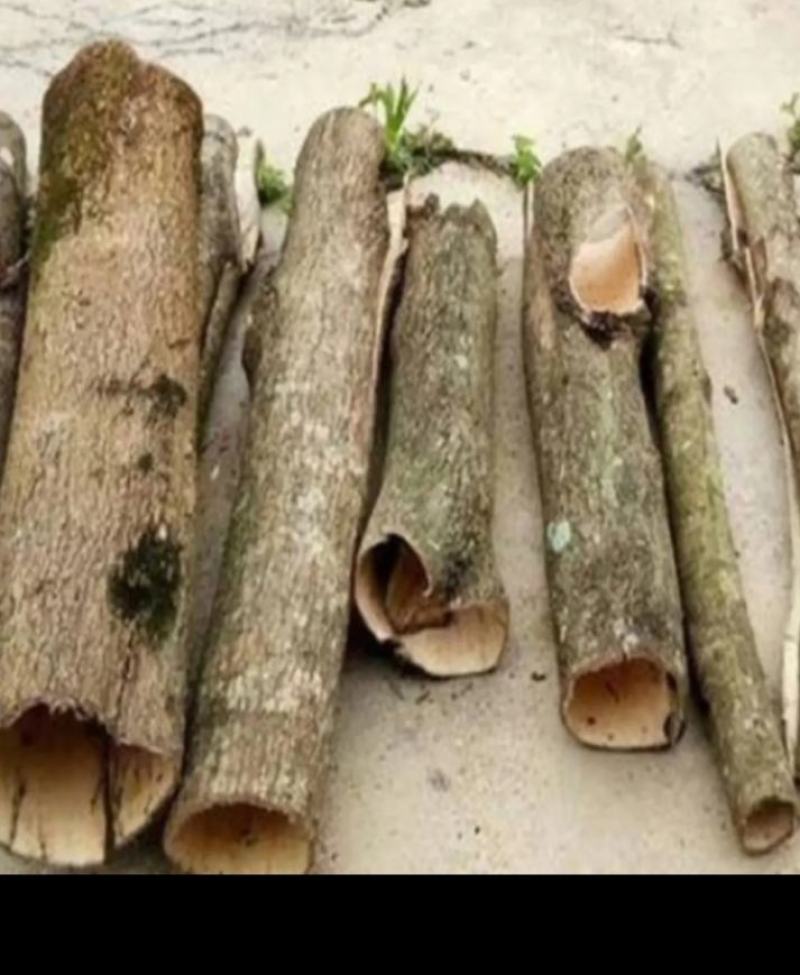 各种规格的深山杜仲皮