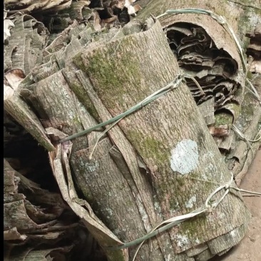 各种规格的深山杜仲皮