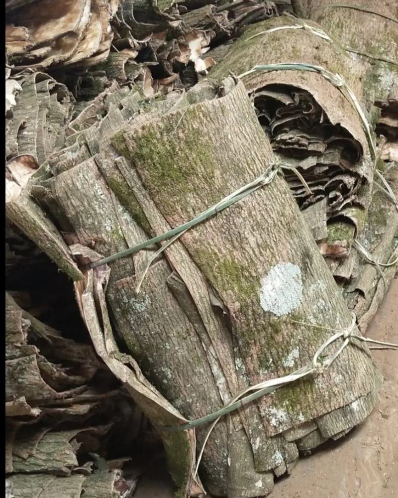 各种规格的深山杜仲皮