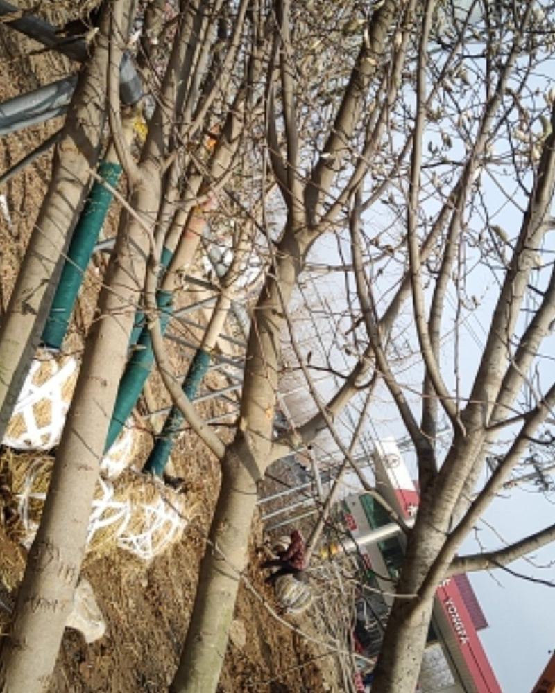 【玉兰树】白玉兰紫玉兰二乔玉兰娇红一，红玉兰规格齐全