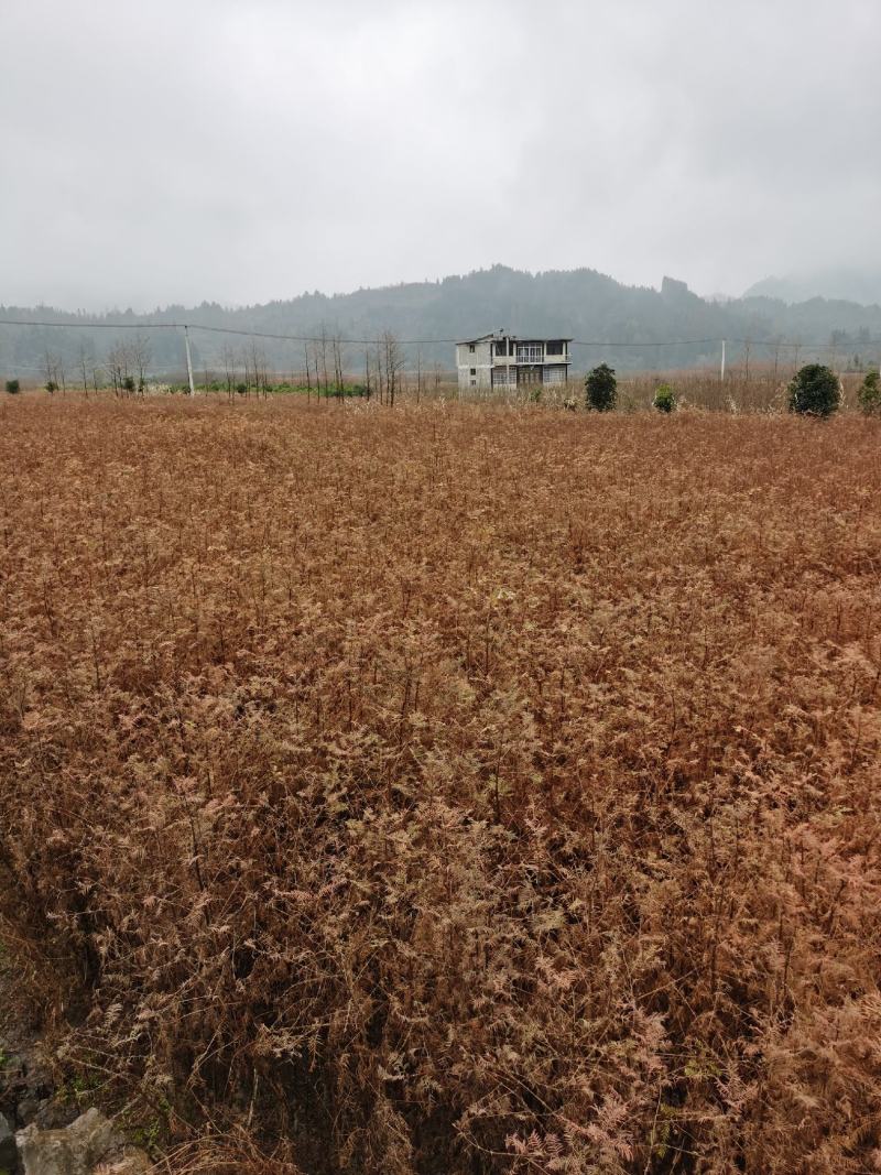 水杉树苗水杉苗木基地，源头产地基地直供技术指导