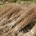 水杉树苗水杉苗木基地，源头产地基地直供技术指导