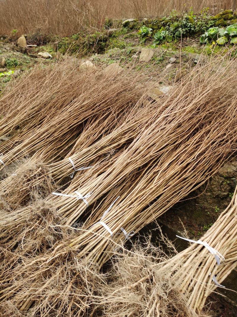水杉树苗水杉苗木基地，源头产地基地直供技术指导
