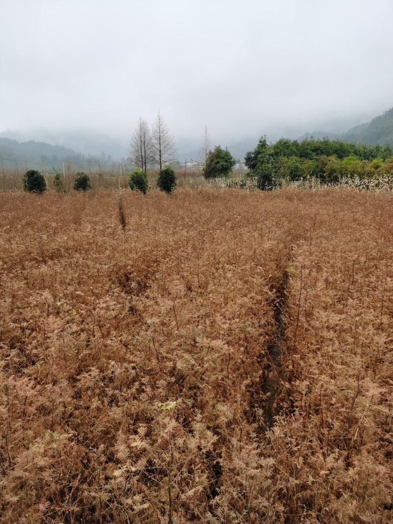 水杉树苗水杉苗木基地，源头产地基地直供技术指导