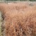 水杉树苗水杉苗木基地，源头产地基地直供技术指导