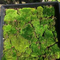 苔藓，星星藓苔藓植物花镜植物