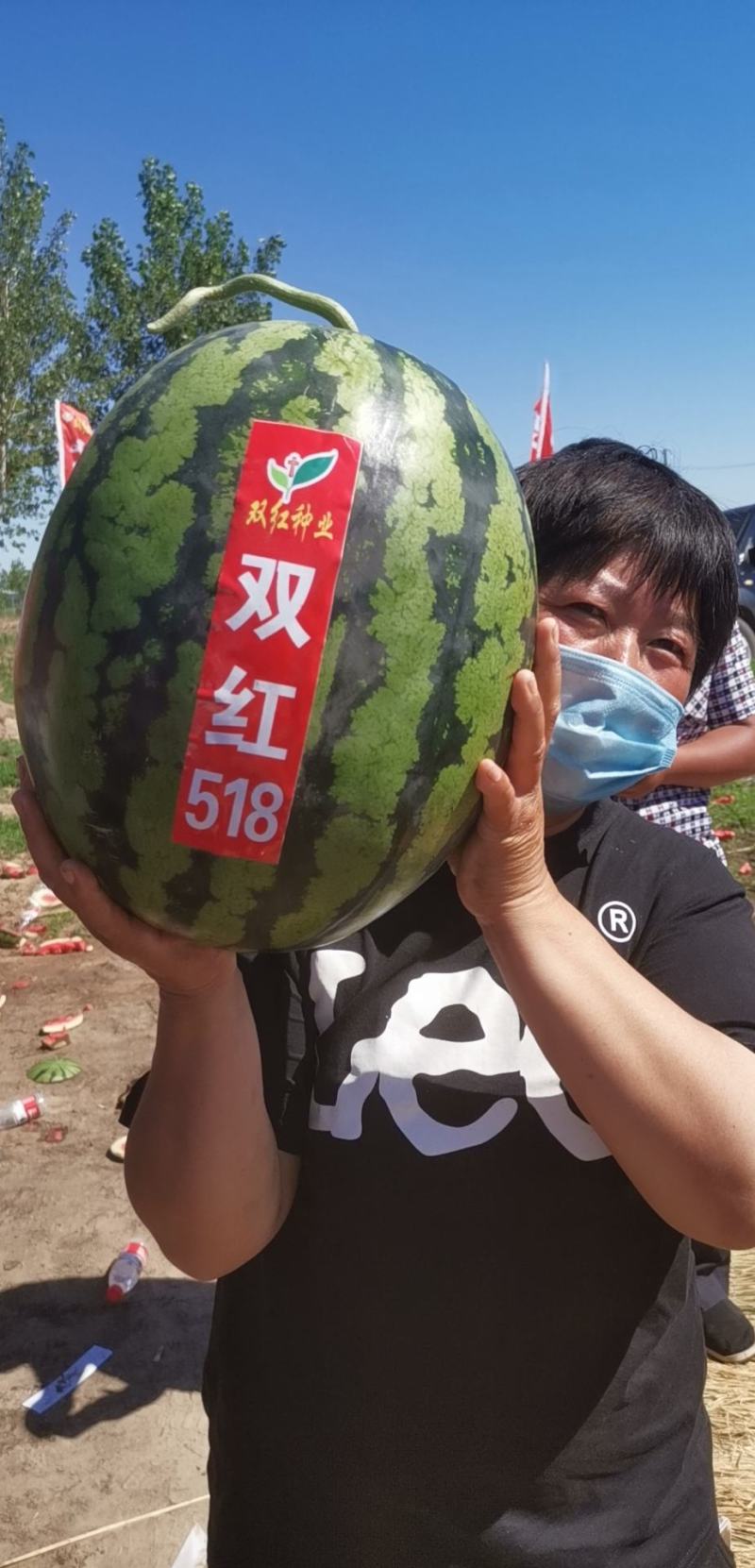 精品早熟甜王品种双红518甜王西瓜种子农业部登记品种