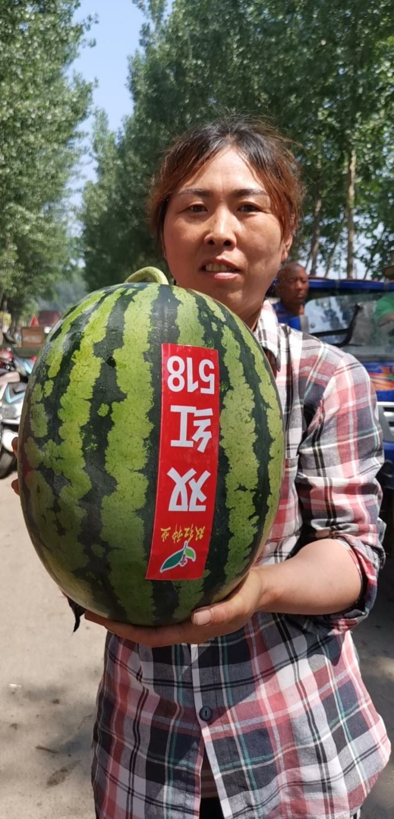 精品早熟甜王品种双红518甜王西瓜种子农业部登记品种