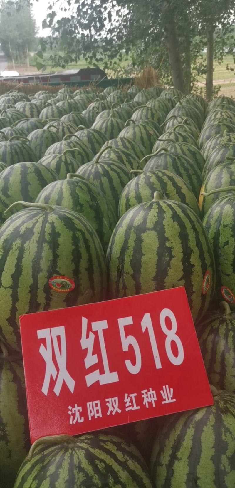 精品早熟甜王品种双红518甜王西瓜种子农业部登记品种