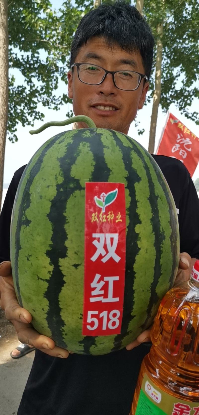精品早熟甜王品种双红518甜王西瓜种子农业部登记品种