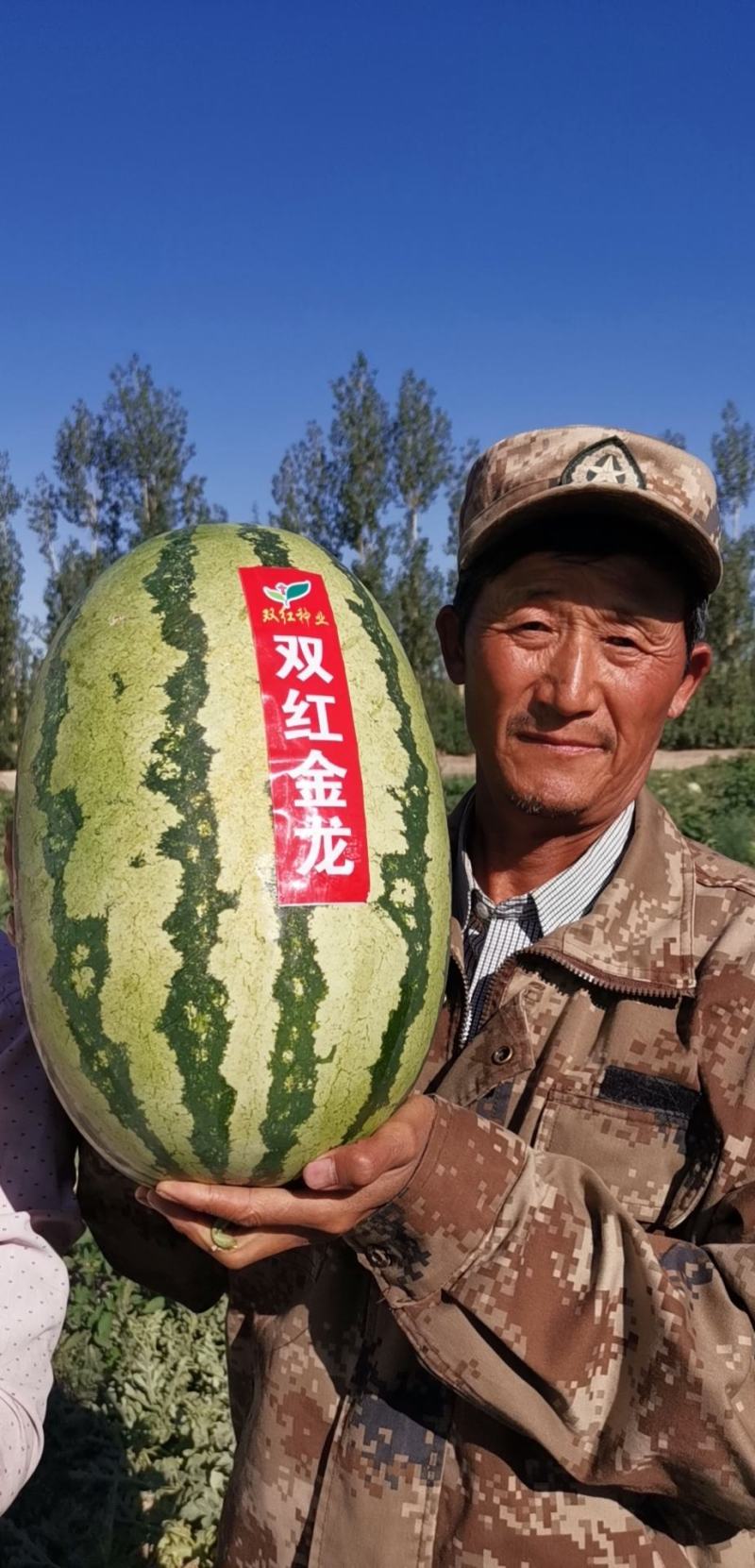 双红金龙西瓜种子双红金城类型80克装700粒左右
