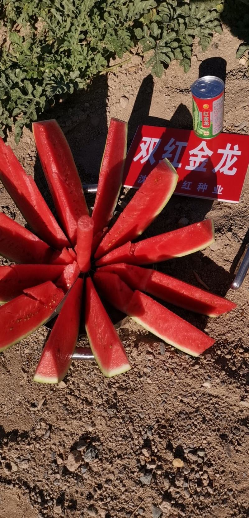 双红金龙西瓜种子双红金城类型80克装700粒左右