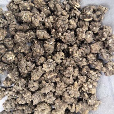 水洗猫爪草批发各种中药材新货各种中药材